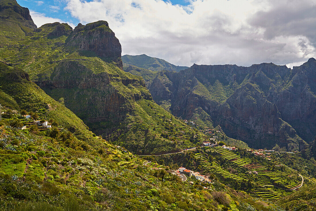 View across luxuriant vegetation at Masca, Teno mountains, Tenerife, Canary Islands, Islas Canarias, Atlantic Ocean, Spain, Europe