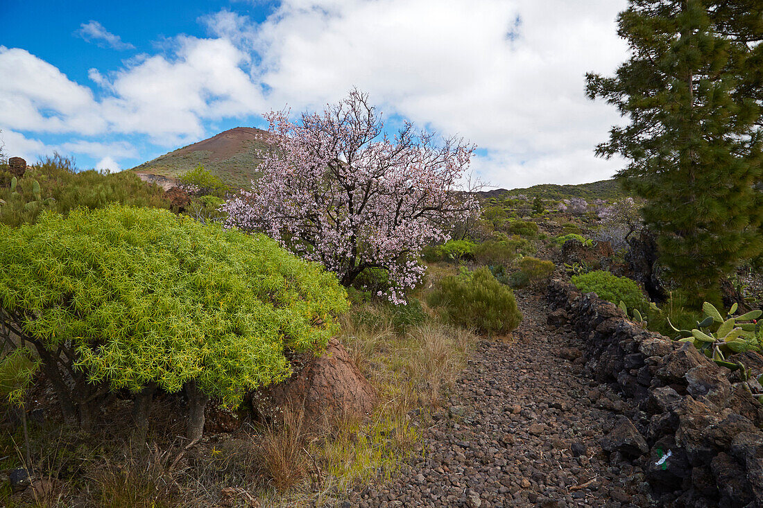 Blossom of almond trees at Las Manchas near Santiago del Teide, Teno mountains, Tenerife, Canary Islands, Islas Canarias, Atlantic Ocean, Spain, Europe