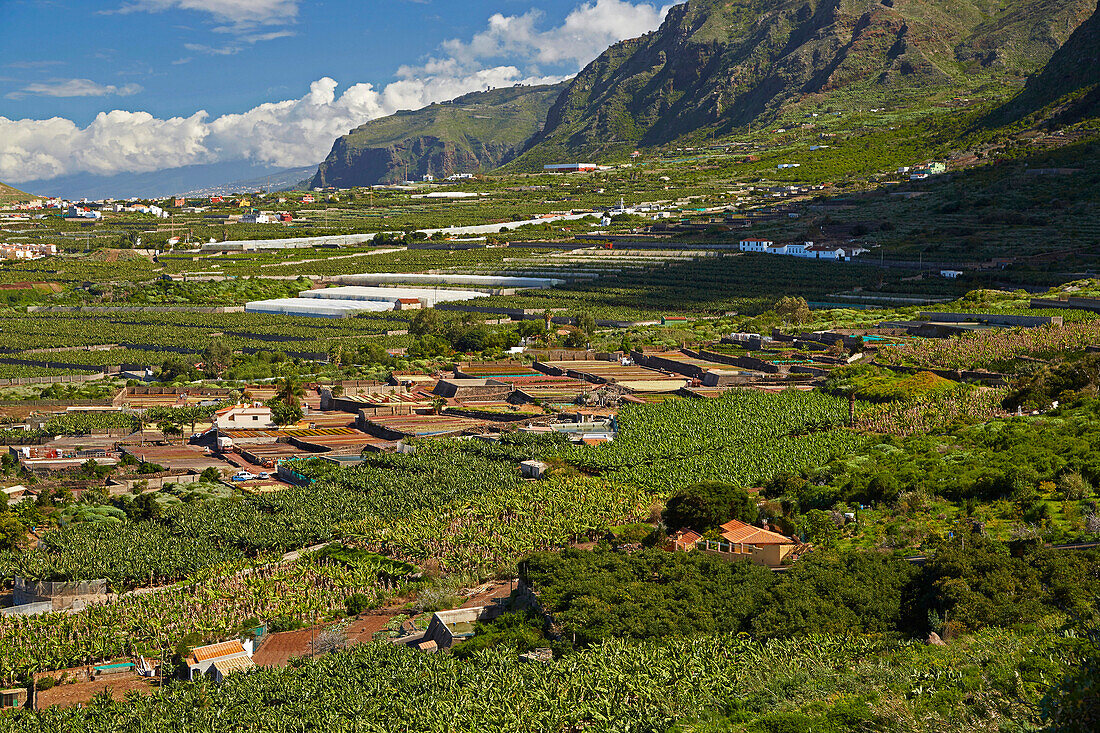 Plantations of bananas at the foot of the Teno mountains and Buenavista del Norte, Tenerife, Canary Islands, Islas Canarias, Atlantic Ocean, Spain, Europe