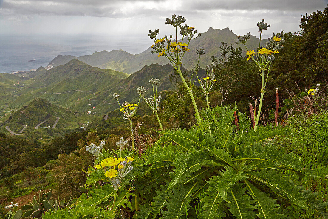 Blick über üppiges Grün bei El Bailadero Richting San Andres, Anaga Gebirge, Teneriffa, Kanaren, Kanarische Inseln, Islas Canarias, Atlantik, Spanien, Europa