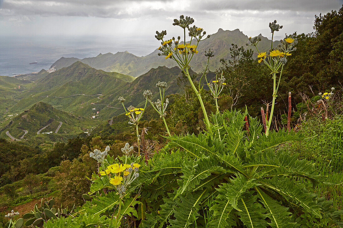View across luxuriant vegetation near El Bailadero at San Andres, Anaga mountains, Tenerife, Canary Islands, Islas Canarias, Atlantic Ocean, Spain, Europe