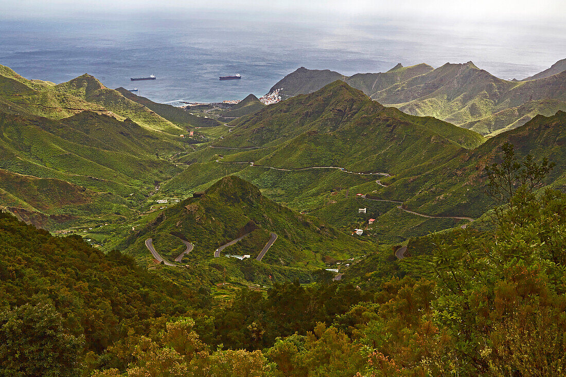 View across luxuriant vegetation near El Bailadero at San Andres, Anaga mountains, Tenerife, Canary Islands, Islas Canarias, Atlantic Ocean, Spain, Europe