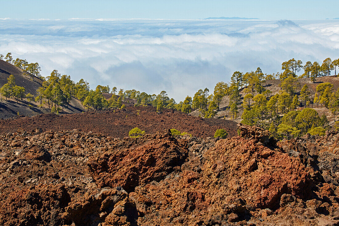Pinienwald am Vulkan Chinyero und Blick nach La Palma, Parque Nacional del Teide, Weltnaturerbe, Teneriffa, Kanaren, Kanarische Inseln, Islas Canarias, Spanien, Europa