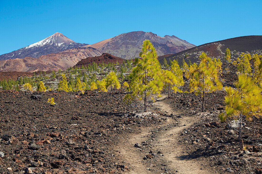 View over Canarian pine forest at the Pico Viejo and Teide, Natural Heritage of the World, Tenerife, Canary Islands, Islas Canarias, Spain, Europe