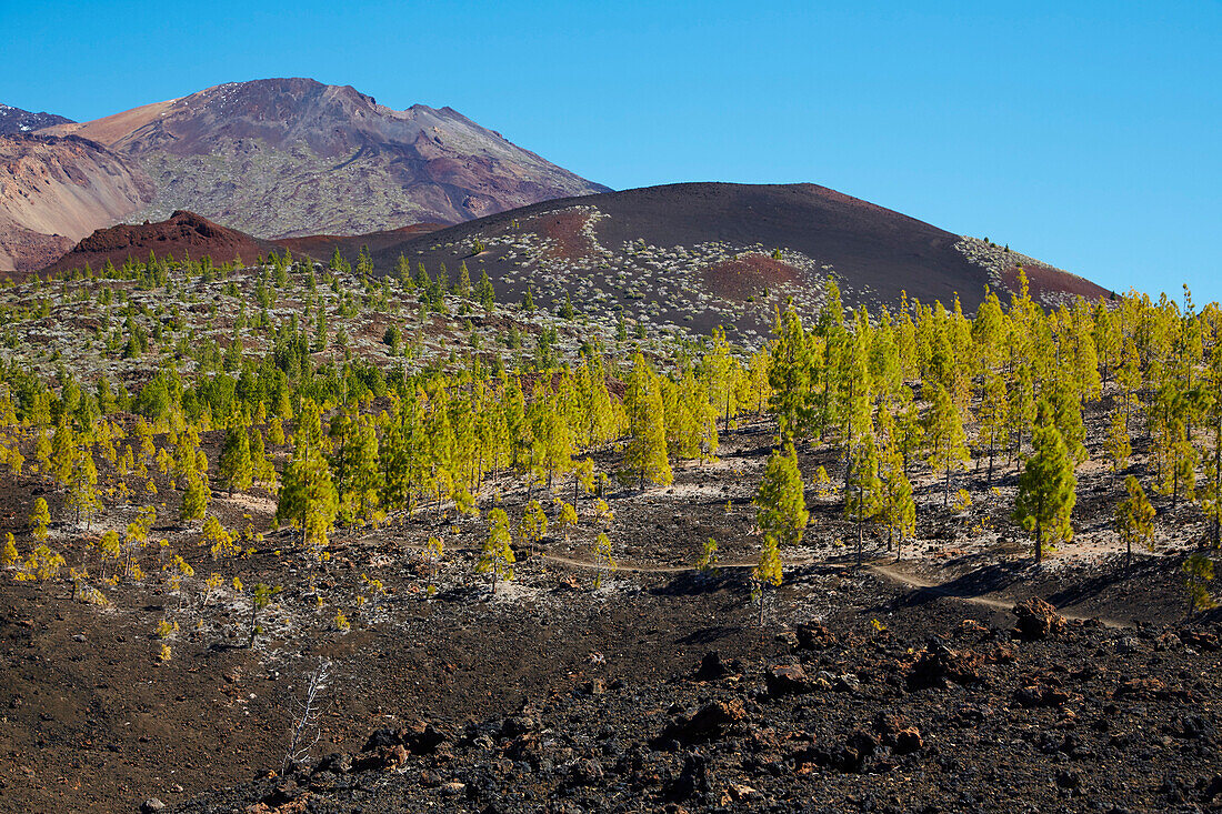 Canarian pine forest, Volcano Volcán de la Botija and view at the Pico Viejo, Natural Heritage of the World, Tenerife, Canary Islands, Islas Canarias, Spain, Europe