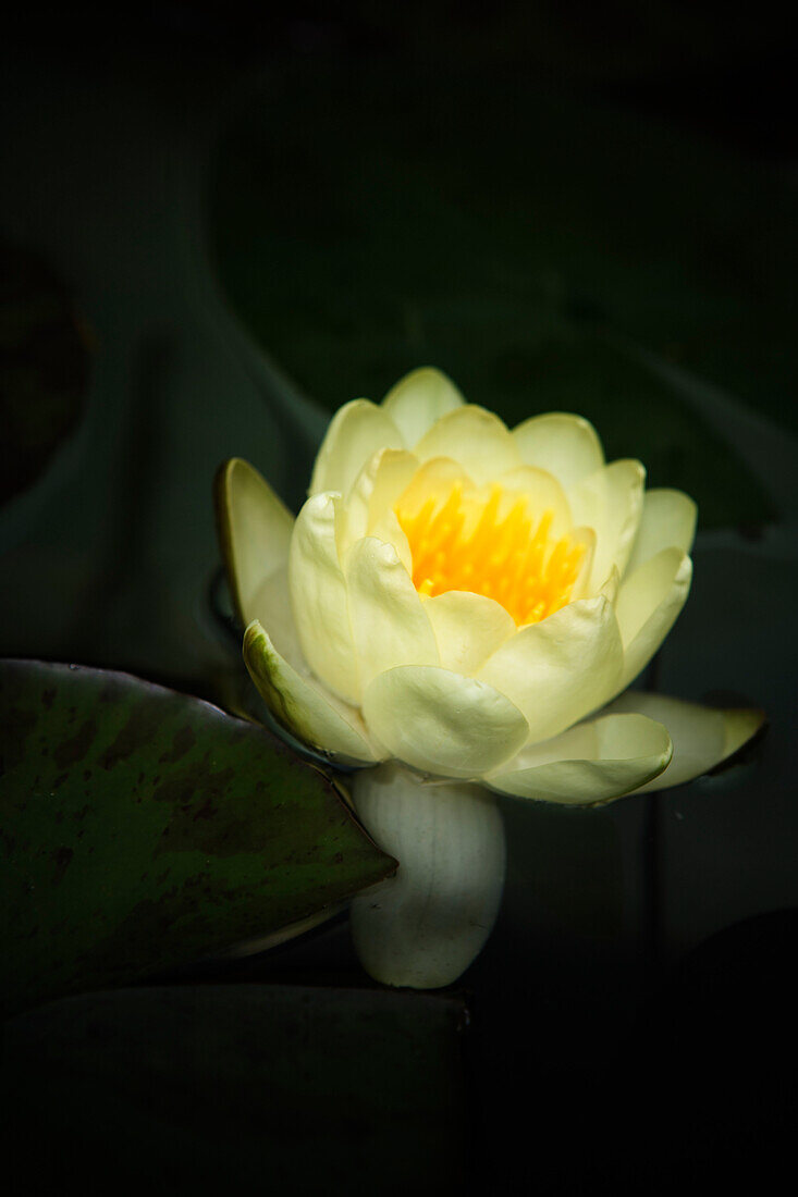 Close up of a water lily (Nelumbo nucifera) on a pond.