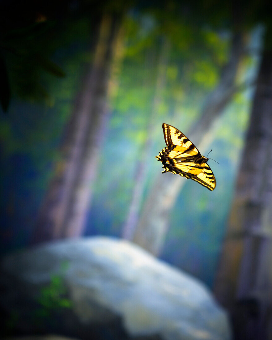 A Monarch butterfly (Danaus plexippus) in a diorama. Santa Barbara Museum of Natural History, Santa Barbara, California.