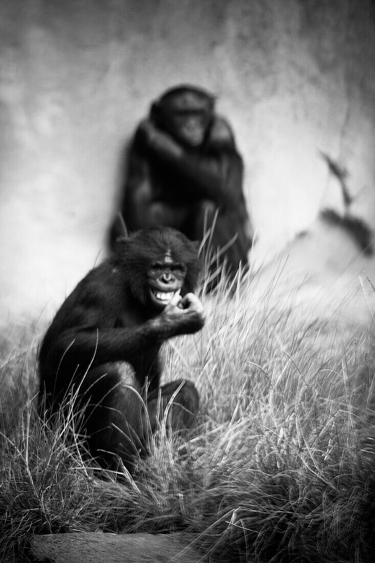 Two bonobos (Pan paniscusor) pygmy chimps.  Bonobos are members of the great ape family, along with gorillas, orangutans, and chimpanzees.