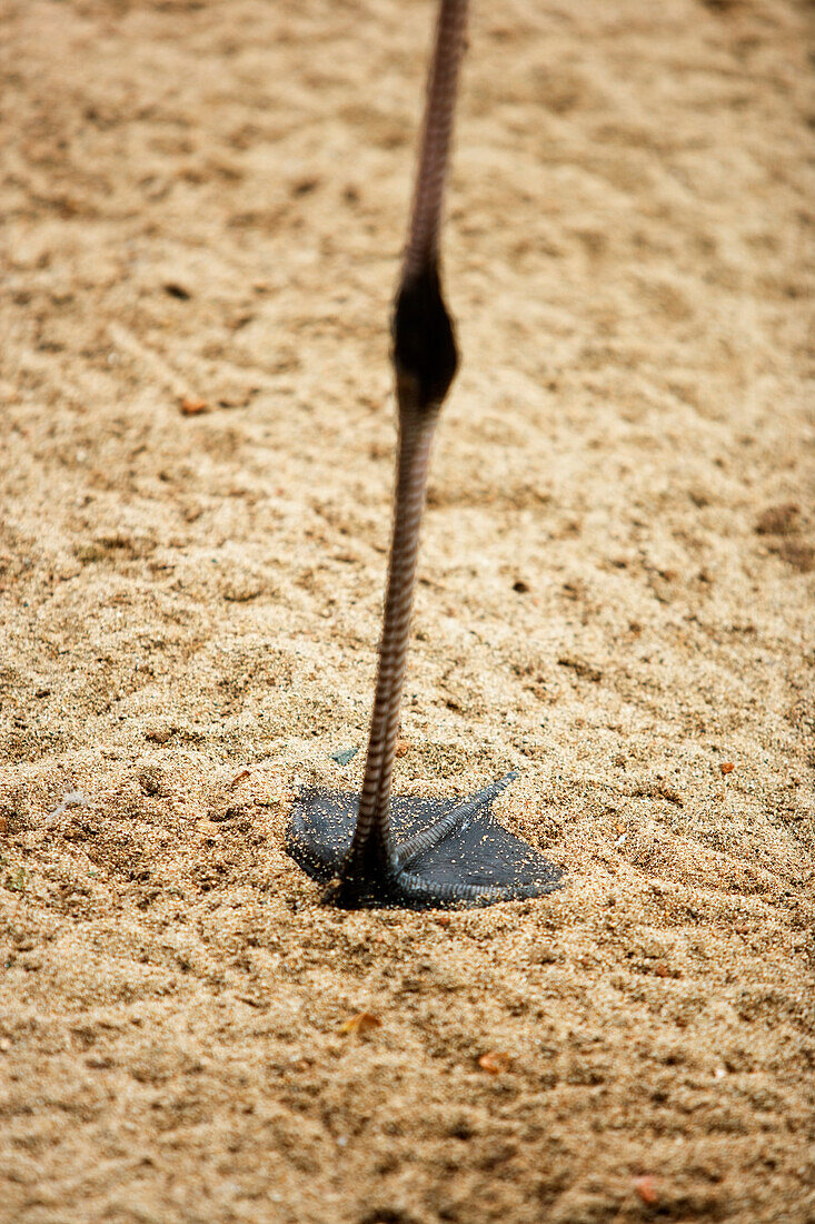 Close-up of a single leg of a Caribbean Pink Flamingo (Phoenicopterus ruber) standing on sand.
