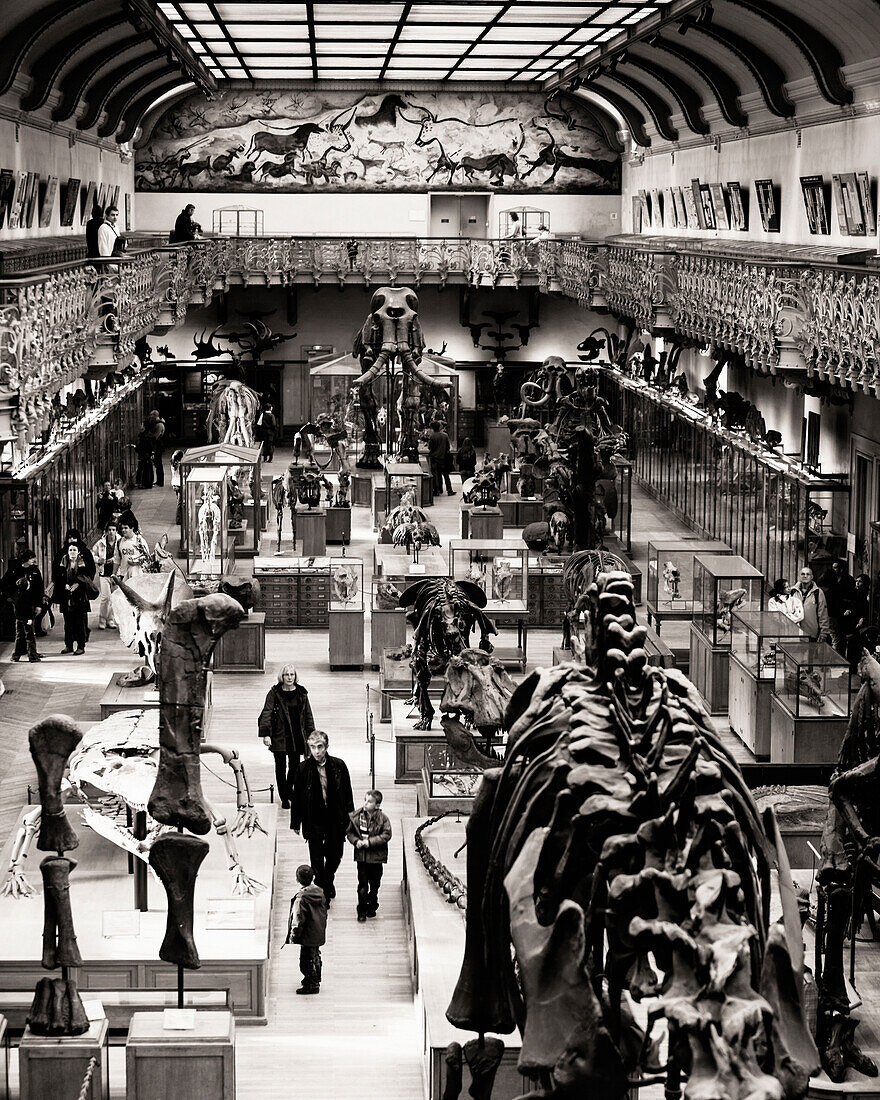 Elevated interior view of the Museum of Natural History (Musee d'Histoire Naturelle) in Paris, France. Sepia toned.