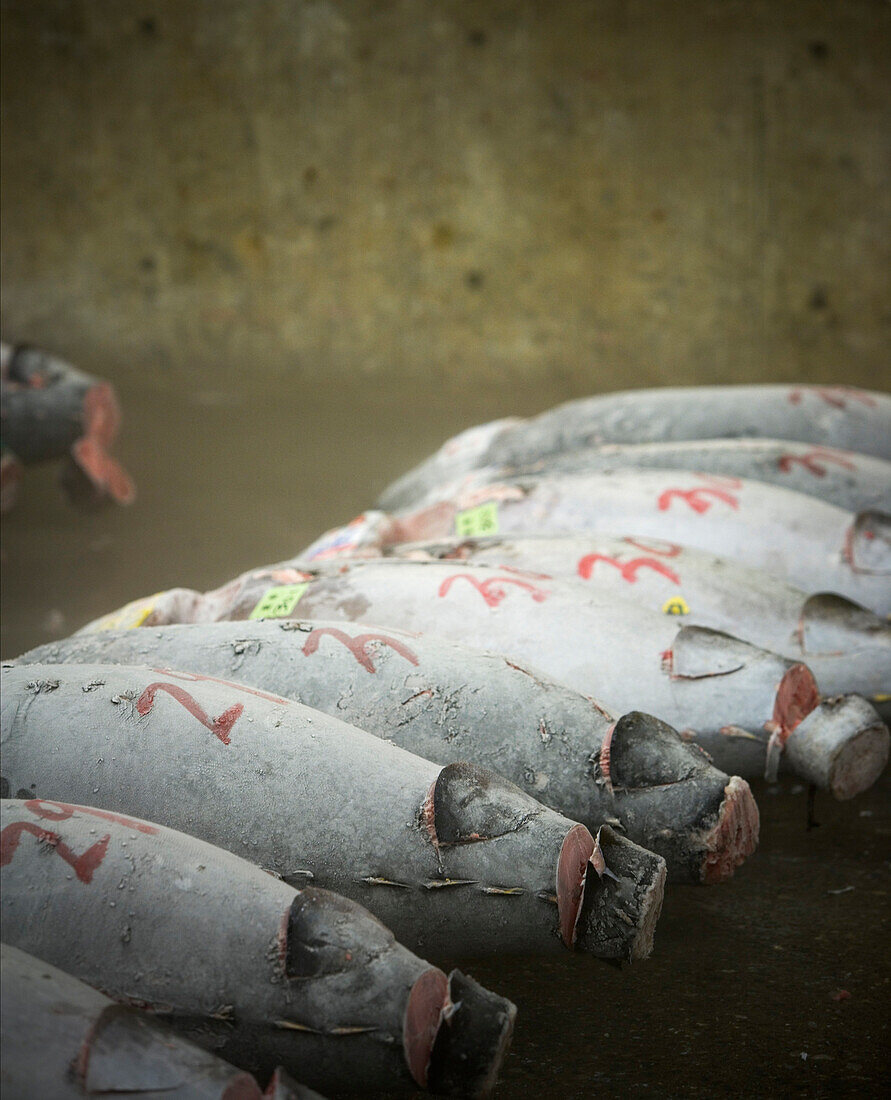 A row of frozen tunas in the Tsukiji Fish Market. Tsukiji Market is best known as one of the world's largest fish markets, handling over 2,000 tons of marine products per day.