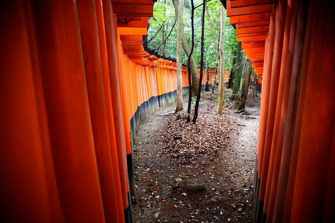 Rows of brightly colored Tori Gates at the Fushimi Inari Shrine, near Kyoto, Japan. The  Fushimi Inari Shrine is a shrine dedicated to Inari, the Shinto Rice God. There are thousands of shrines dedicated to Inari throughout Japan, but the Fushimi Inari is