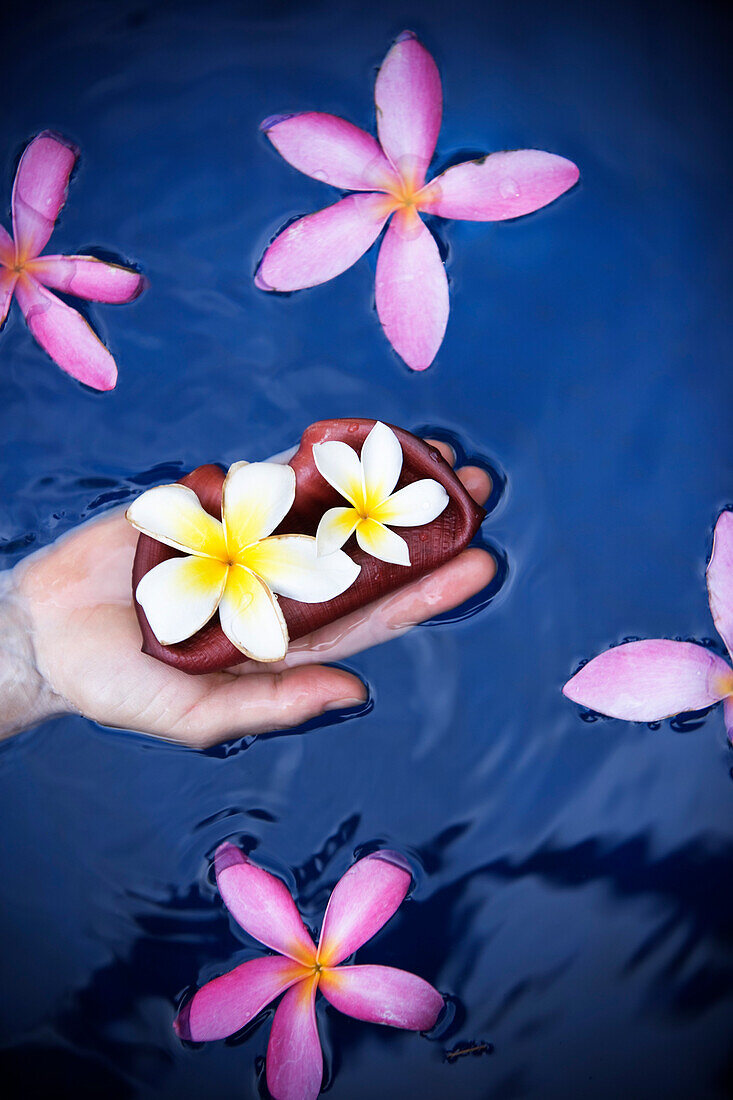 A female hand holding the tropical flowers Plumeria (common name Frangipani),  floating in water, on the island of Maui, Hawaii.