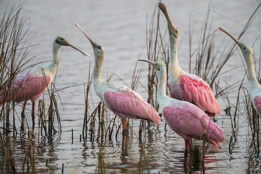 Roseate spoonbills (Platalea ajaja), Dewees Island, South Carolina, USA