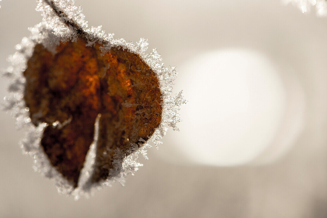 Frost on leaf, Durango, Colorado, USA