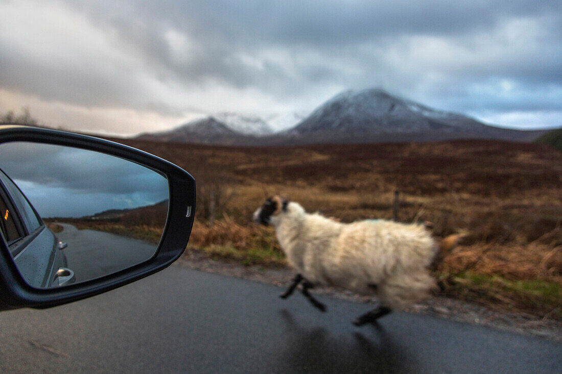 Sheep running beside car driving on highway with Cuillin range in background, Scotland, UK