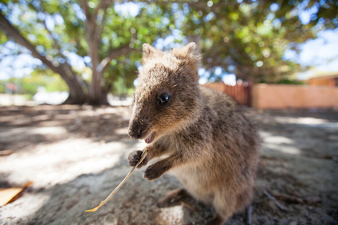 Quokka (Setonix brachyurus) on Rottnest Island, Perth, Western Australia, Australia