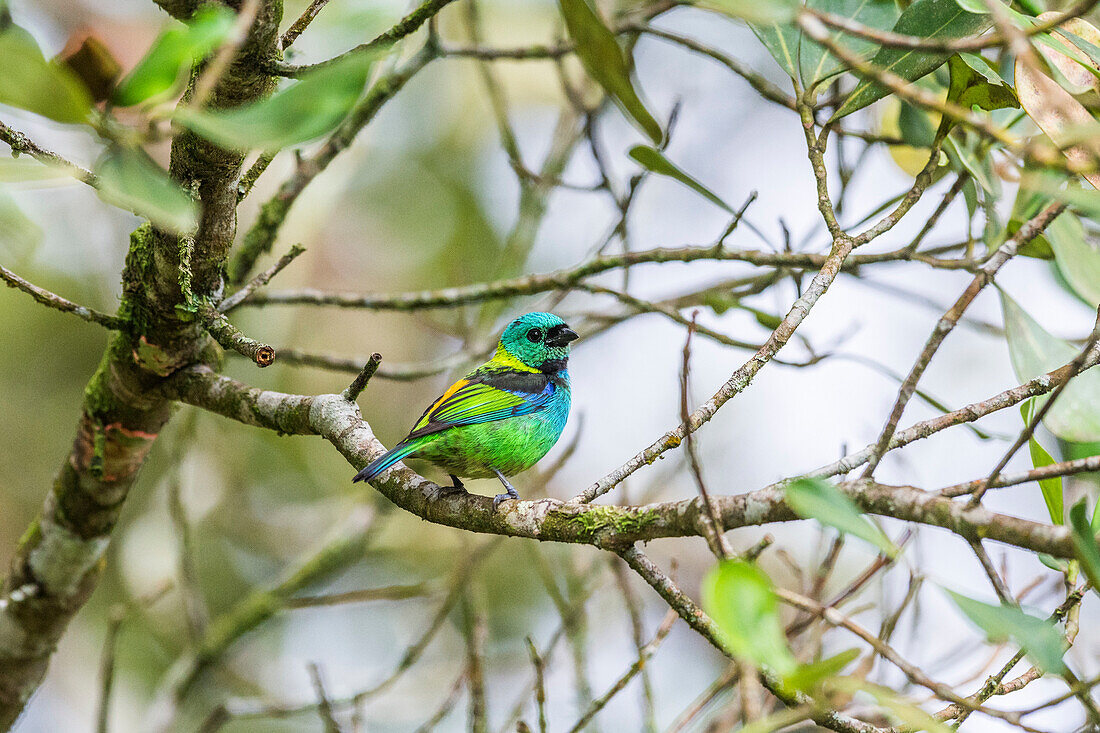 Green-headed tanager (Tangara seledon) perching on branch, Atlantic Rainforest, Serrinha do Alambari, Rio de Janeiro, Serra da Mantiqueira Mountains, Brazil