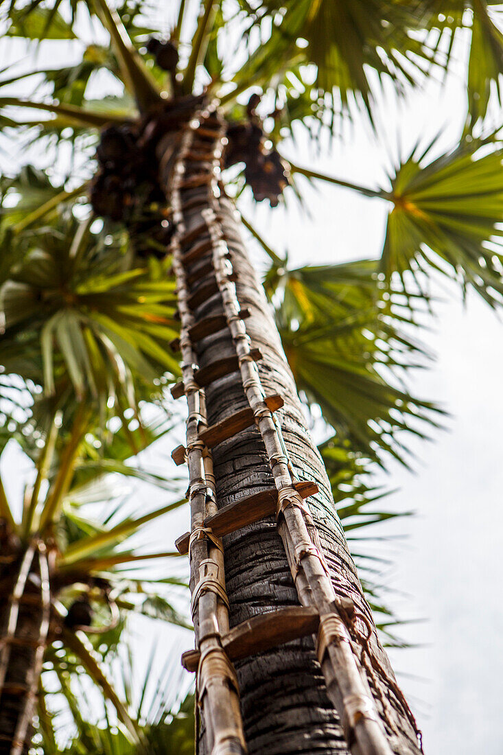 Simple narrow ladder attached to tall palm tree, Bagan, Myanmar