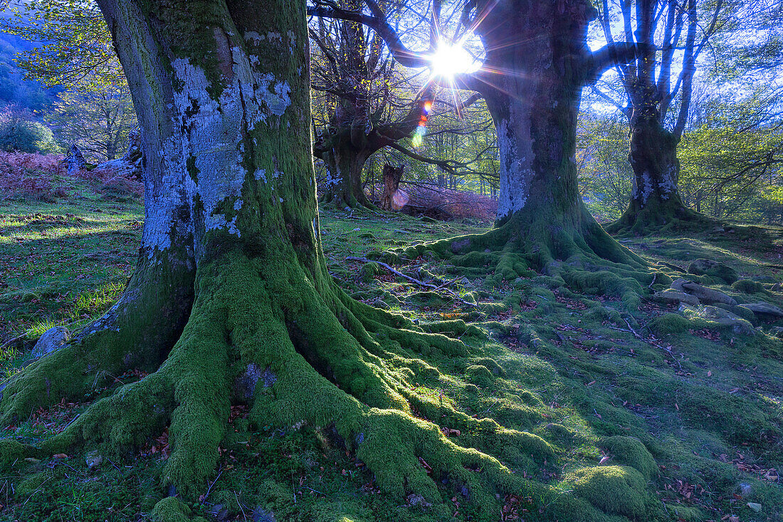 Sun shining through branches of mossy beech trees in forest, Orozco, Biscay, Spain