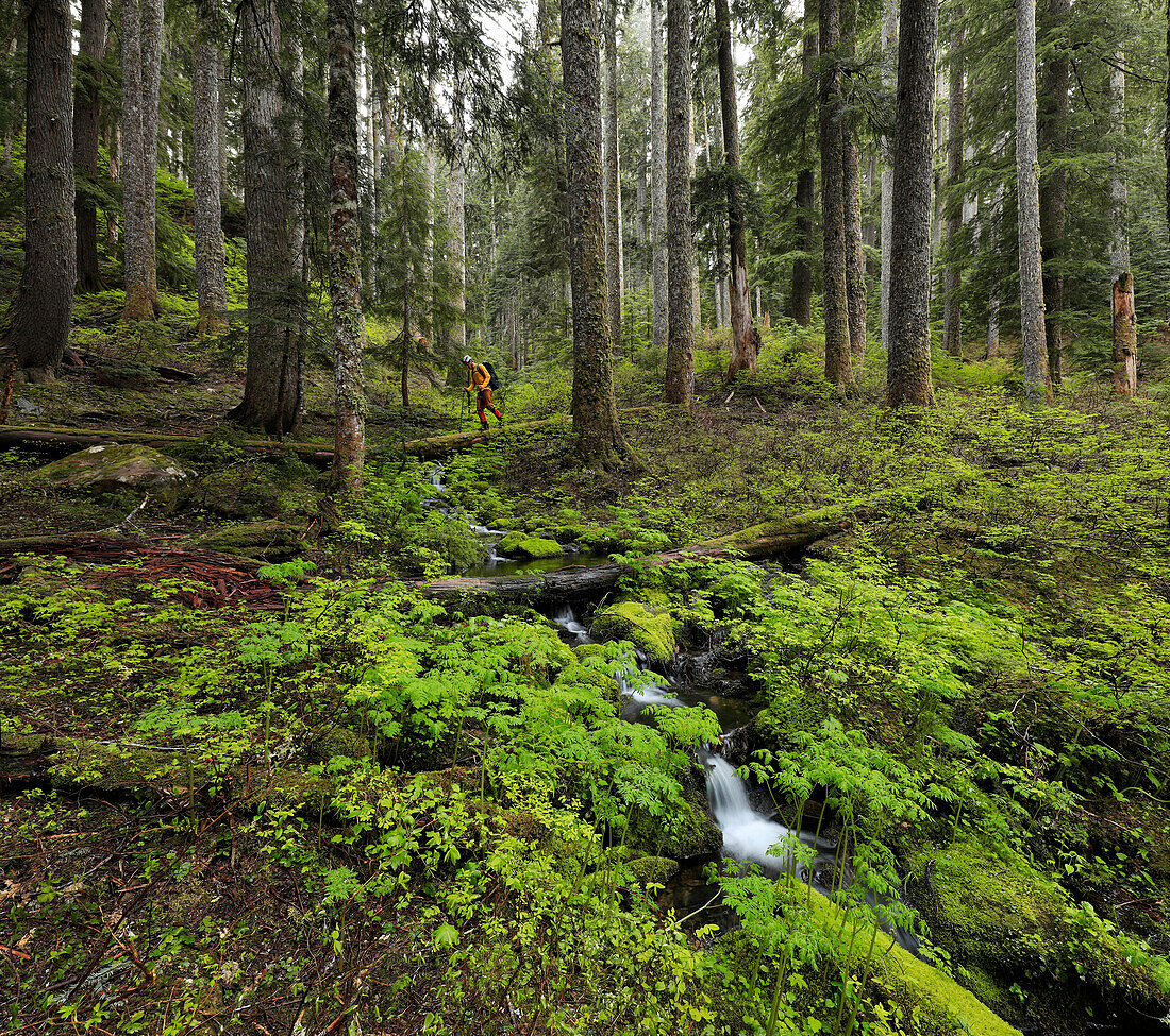 Hiker walking in Hoh rainforest while on Mount Olympus mountaineering trip, Washington State, USA