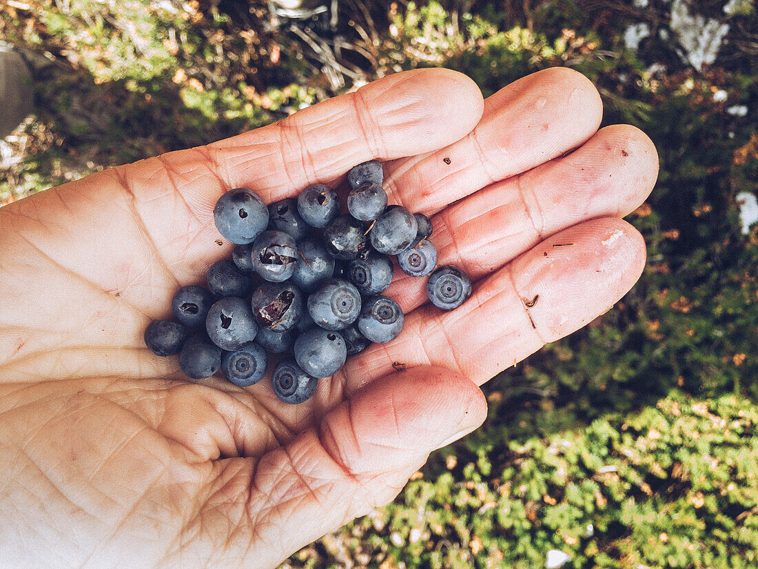 Hand of woman holding freshly picked blueberries, Whistler, British Columbia, Canada