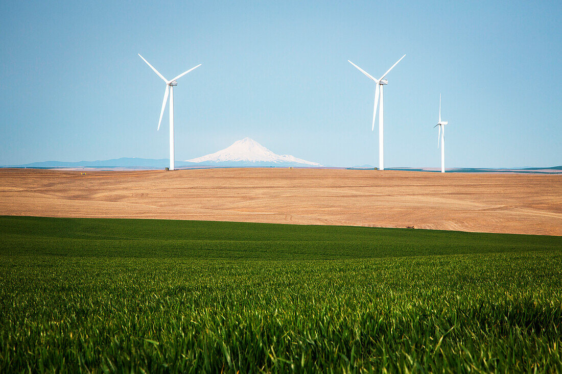 Wind turbines against clear sky with green wheat field in foreground, Oregon, USA