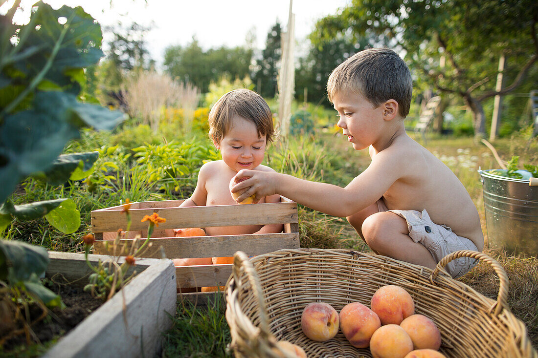 Two little shirtless boys playing in garden and collecting peaches, Langley, British Columbia, Canada