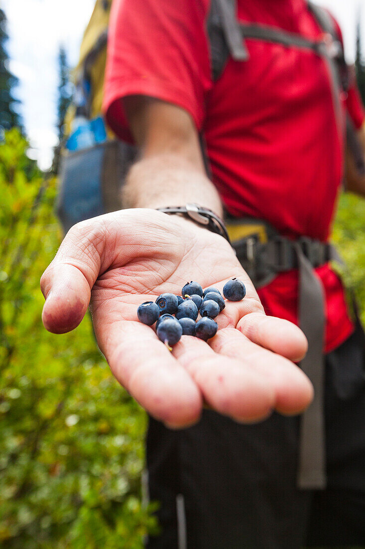 Close up of man hand holding alpine blueberries, Merritt, British Columbia, Canada