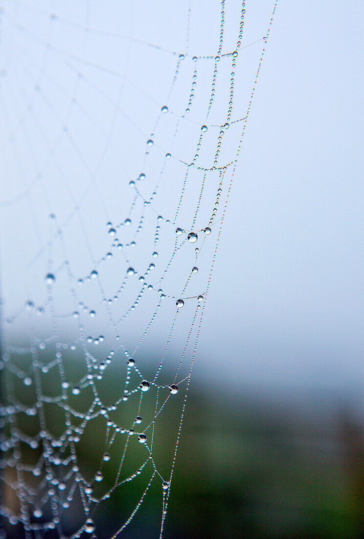 Spider web with water droplets