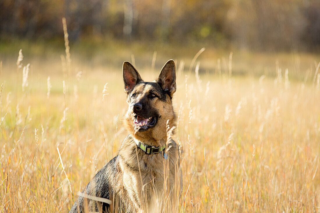 German Shepherd sitting in tall meadow grass on a sunny afternoon, Swan Valley, Idaho, USA