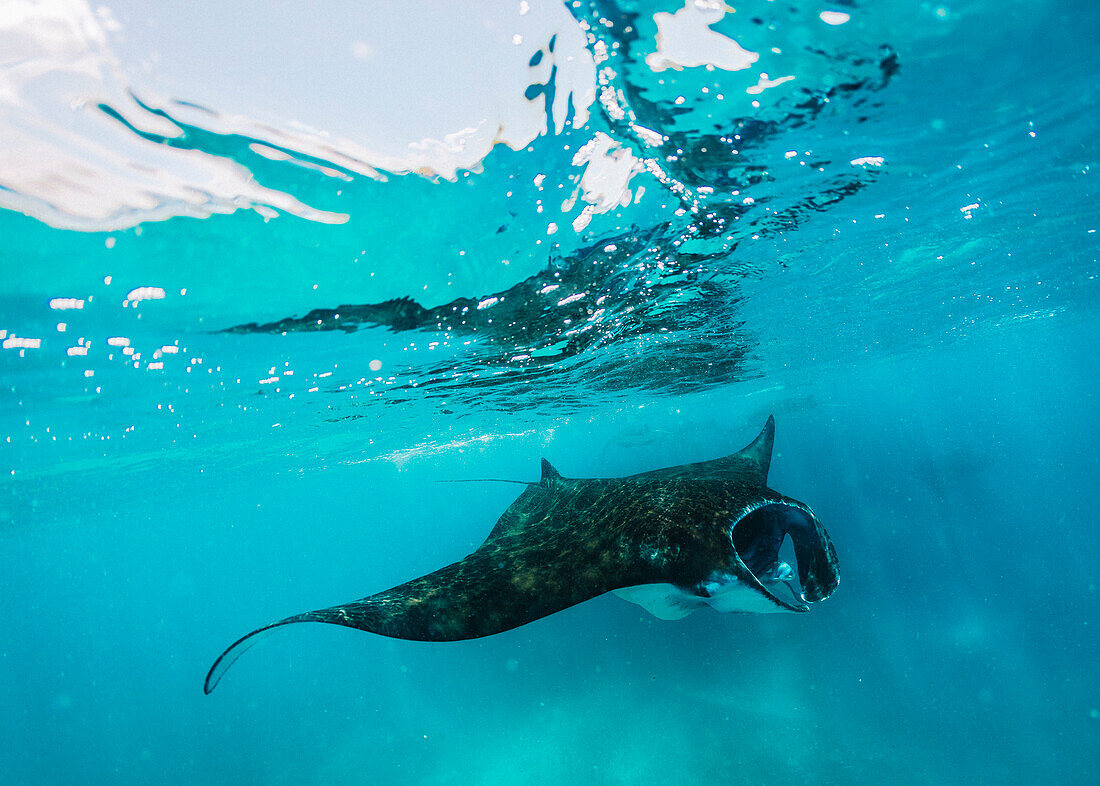 Manta ray swimming underwater, Komodo, Nusa Tenggara Timur, Indonesia