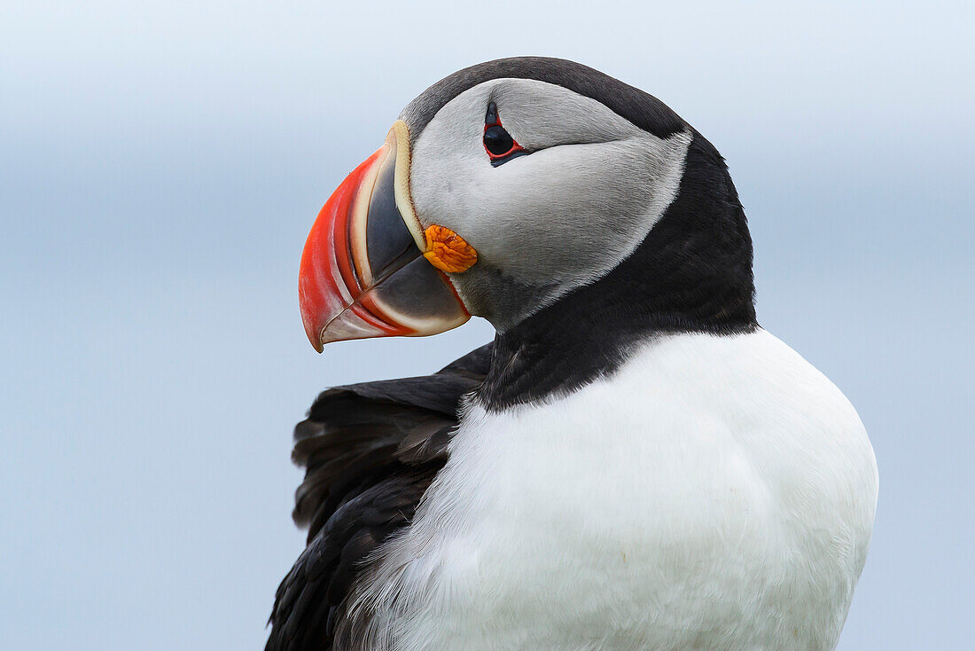 Puffin , Latrabjarg, Westfjords, Iceland