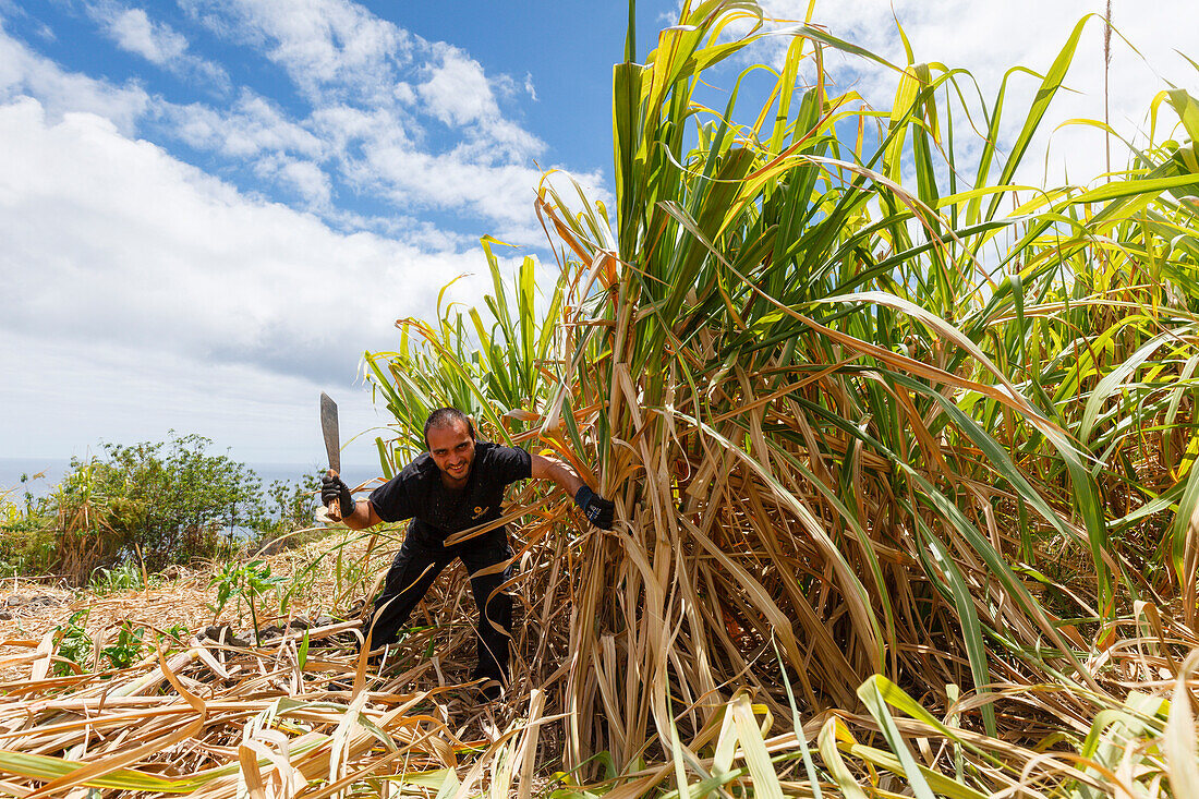 sugar cane harvest, rum factory, worker, man, near Puerto Espindola, east coast, Atlantik, near San Andres, San Andres y Sauces, UNESCO Biosphere Reserve, La Palma, Canary Islands, Spain, Europe