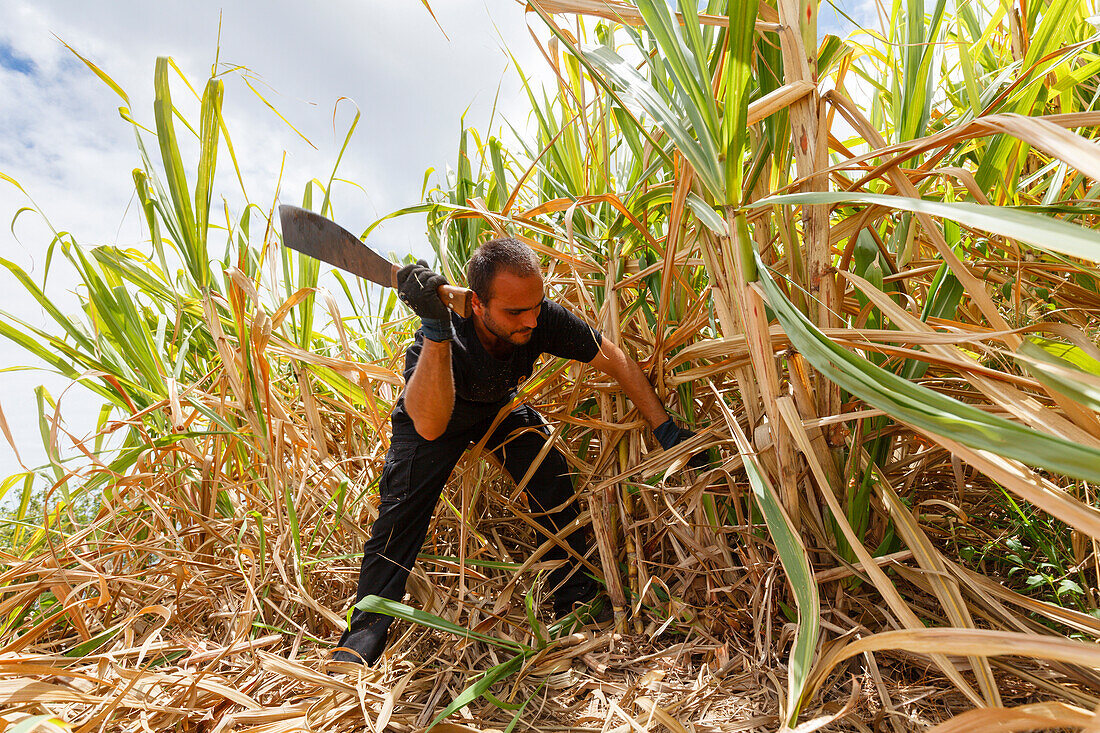 sugar cane harvest, rum factory, worker, man, near Puerto Espindola, east coast, Atlantik, near San Andres, San Andres y Sauces, UNESCO Biosphere Reserve, La Palma, Canary Islands, Spain, Europe