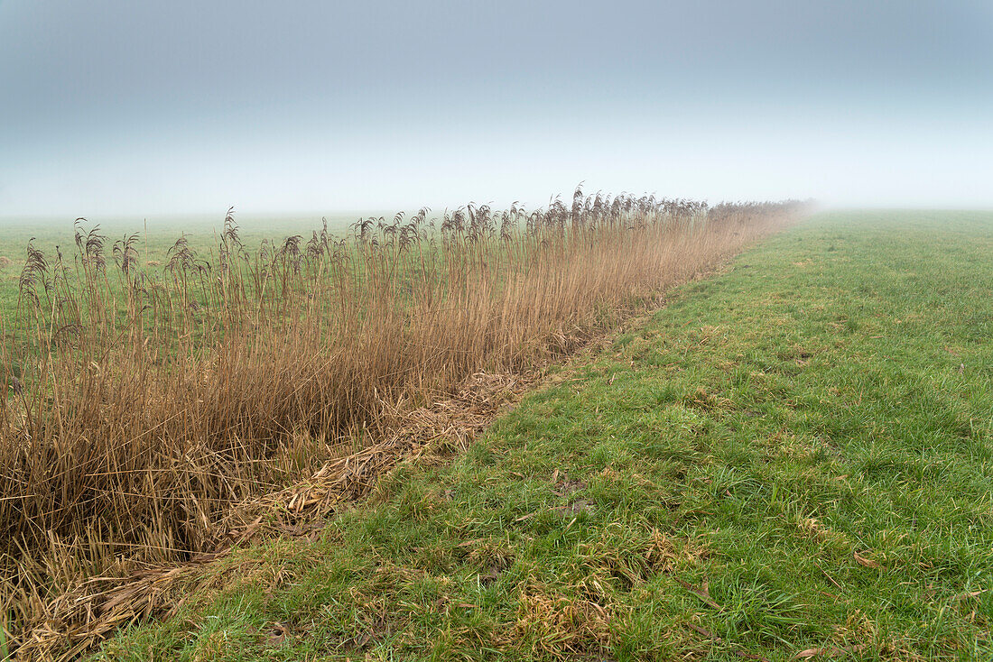 pasture, fog, reed, Dykhausen, Sande, Friesland District, Lower Saxony, Germany, Europe