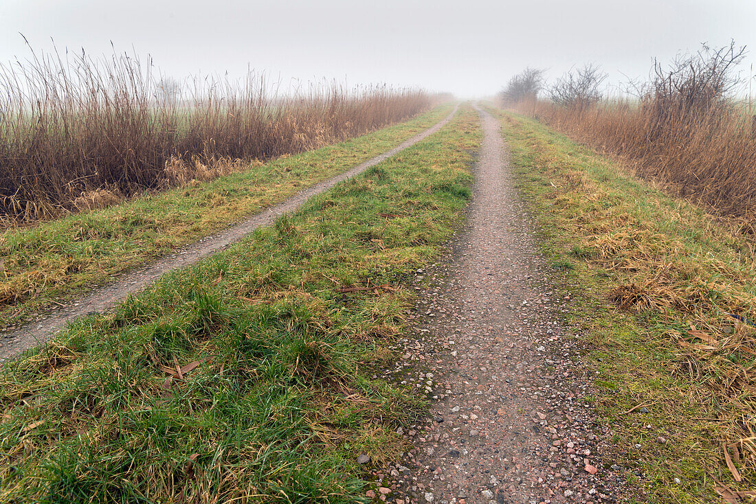 Single Lane Road, Pasture, Fog, Reed, Dykhausen, Sande, Friesland District, Lower Saxony, Germany, Europe