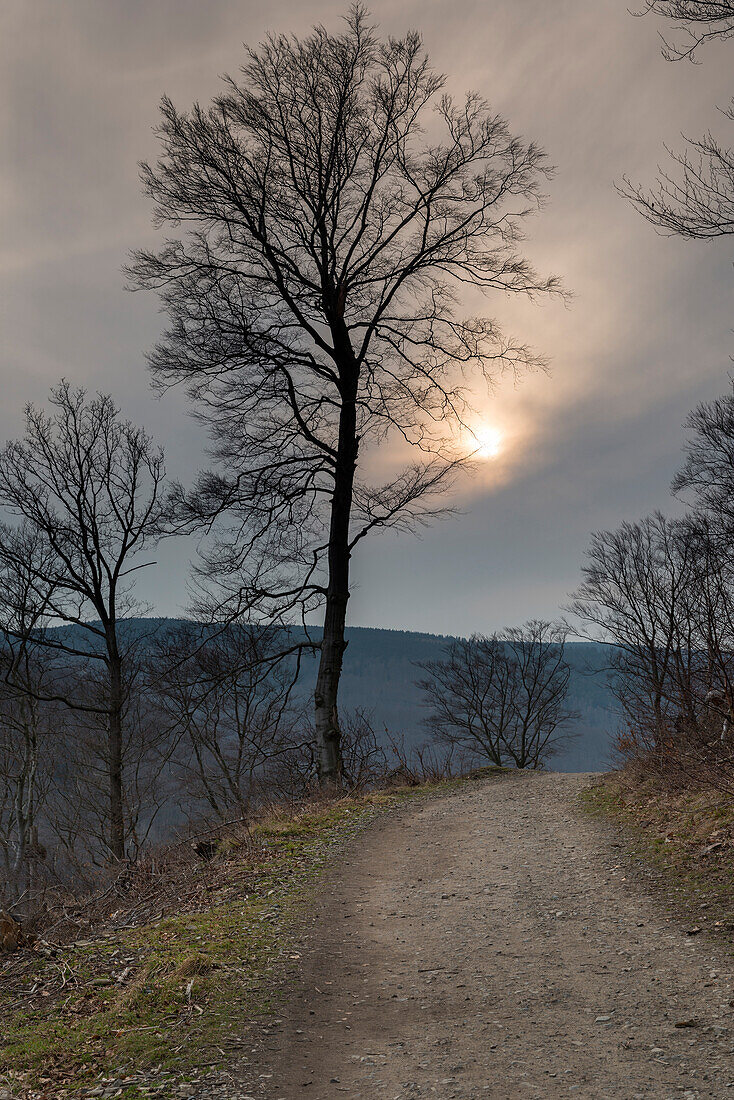 Footpath, Tree, Sunset, Bad Harzburg, Goslar District, Harz National Park, Lower Saxony, Germany, Europe