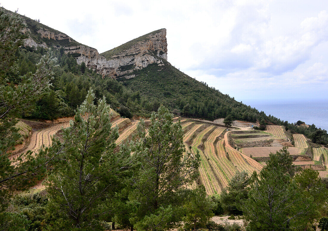 Weinfelder bei Cassis, Provence, Frankreich