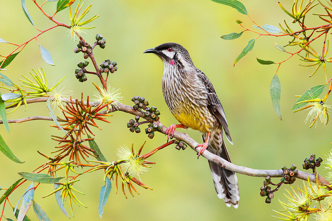 Red Wattlebird (Anthochaera carunculata), Victoria, Australia