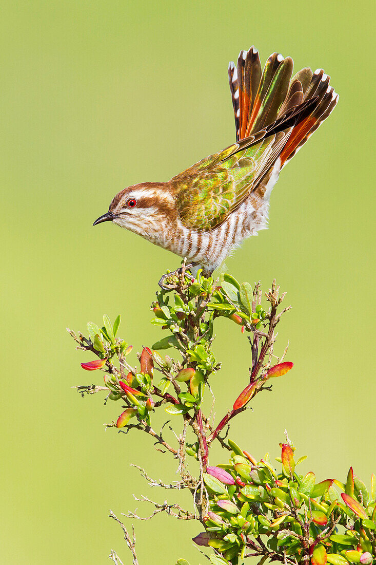 Horsfield's Bronze-Cuckoo (Chrysococcyx basalis) balancing, Victoria, Australia