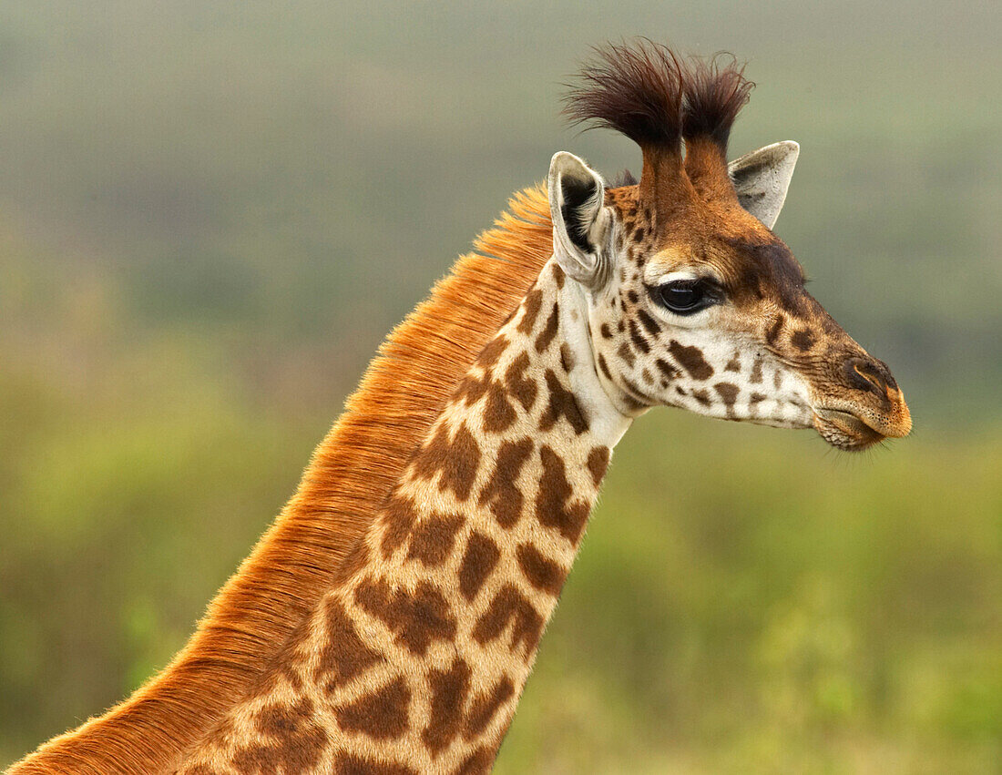 Masai Giraffe (Giraffa tippelskirchi) calf, Masai Mara, Kenya