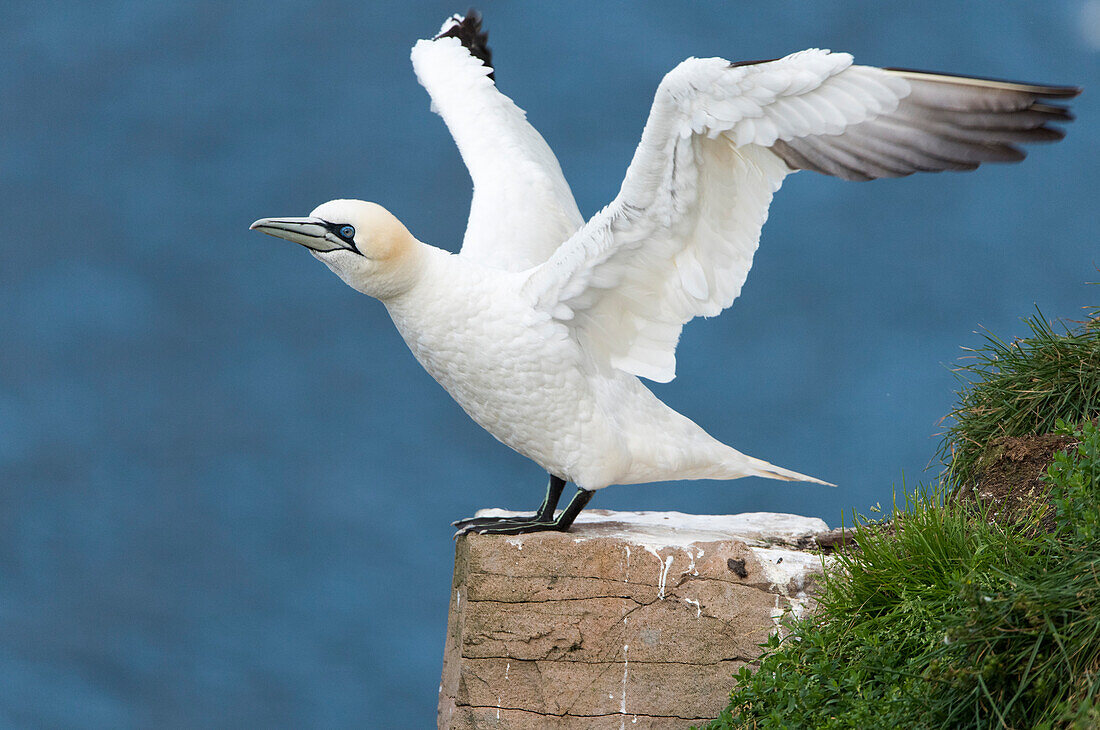 Northern Gannet (Morus bassanus) taking flight, Cape St. Mary's Ecological Reserve, Newfoundland and Labrador, Canada