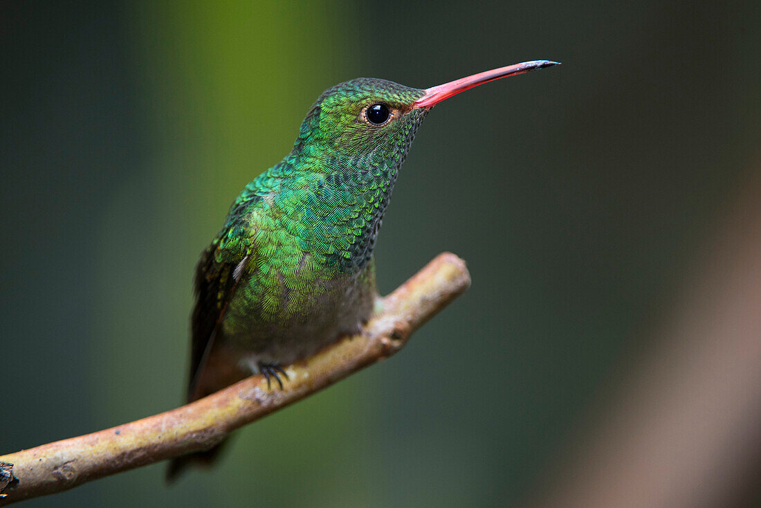 Rufous-tailed Hummingbird (Amazilia tzacatl) male, Mindo Cloud Forest, Ecuador