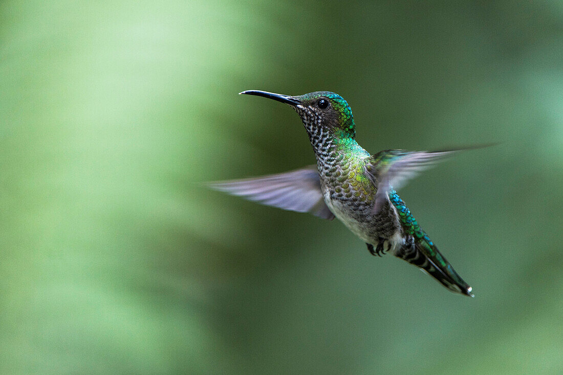 White-necked Jacobin (Florisuga mellivora) female flying, Mindo Cloud Forest, Ecuador