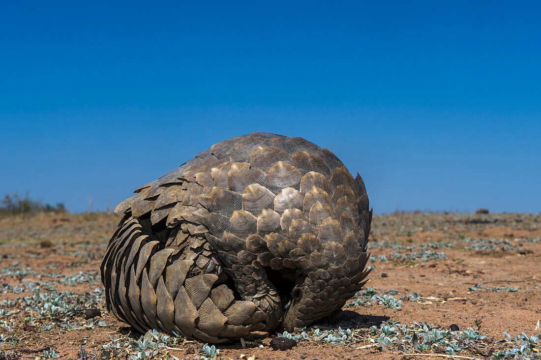 Cape Pangolin (Manis temminckii) rolling up into defensive posture, Limpopo, South Africa