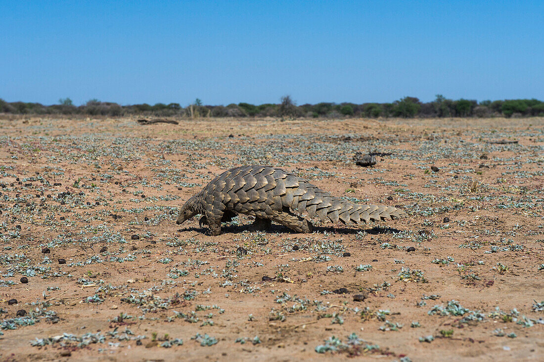 Cape Pangolin (Manis temminckii), Limpopo, South Africa