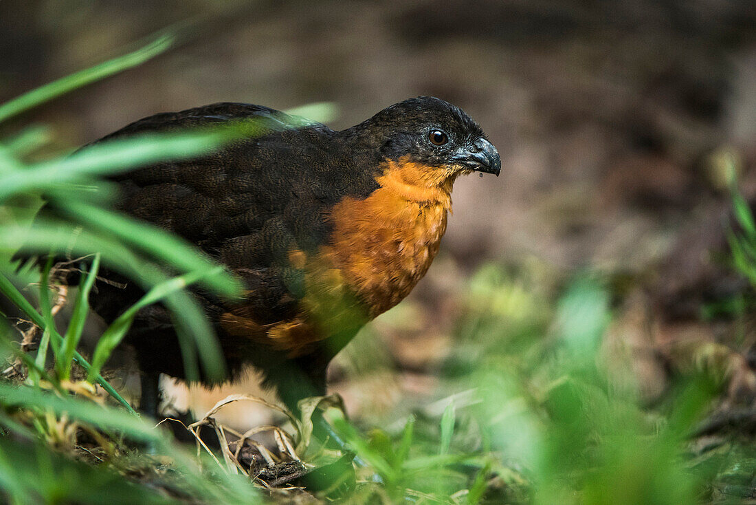 Dark-backed Wood-Quail (Odontophorus melanonotus), Mindo Cloud Forest, Ecuador