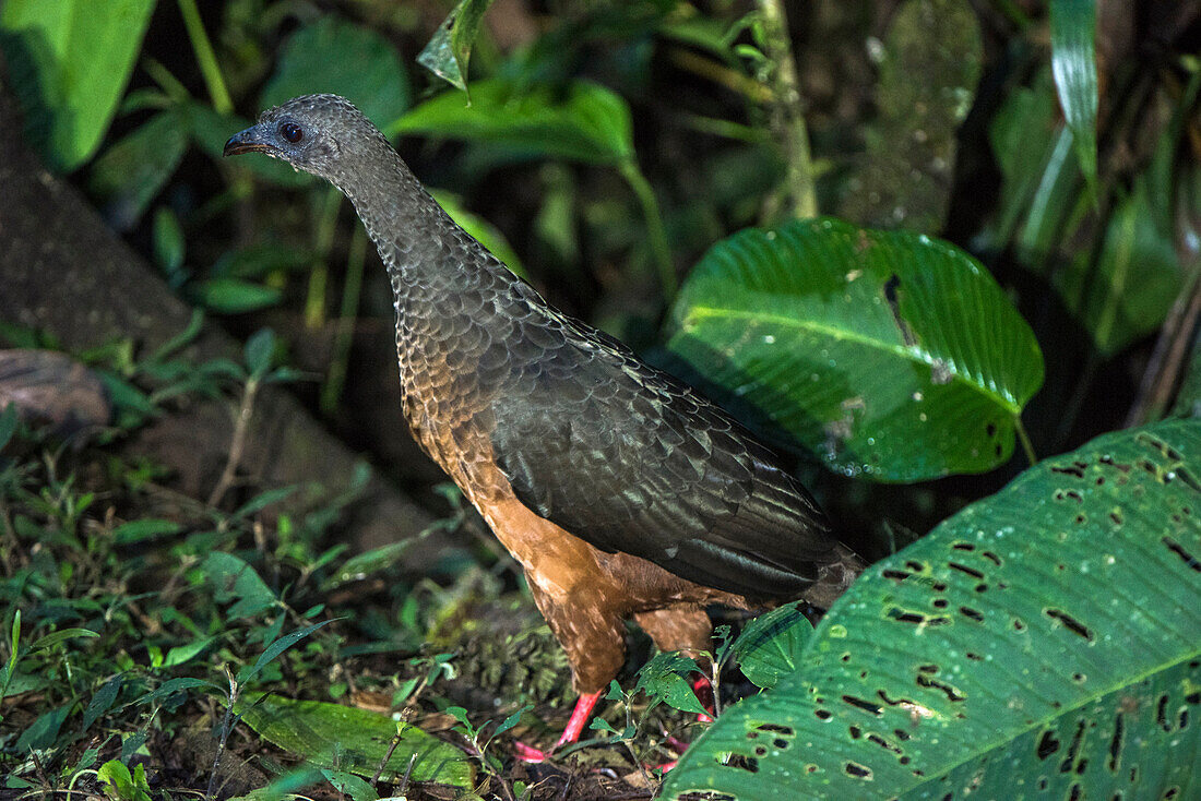 Sickle-winged Guan (Chamaepetes goudotii), Mashpi Rainforest Biodiversity Reserve, Pichincha, Ecuador