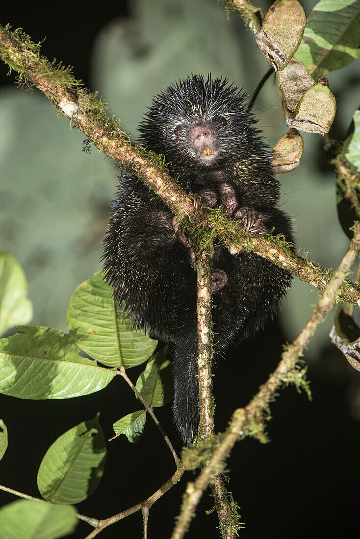 Bicolor-spined Porcupine (Coendou bicolor), western slope of Andes, Ecuador